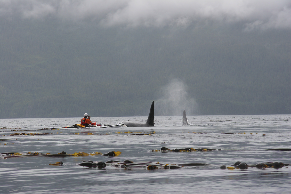 Kayaking-with-Orcas