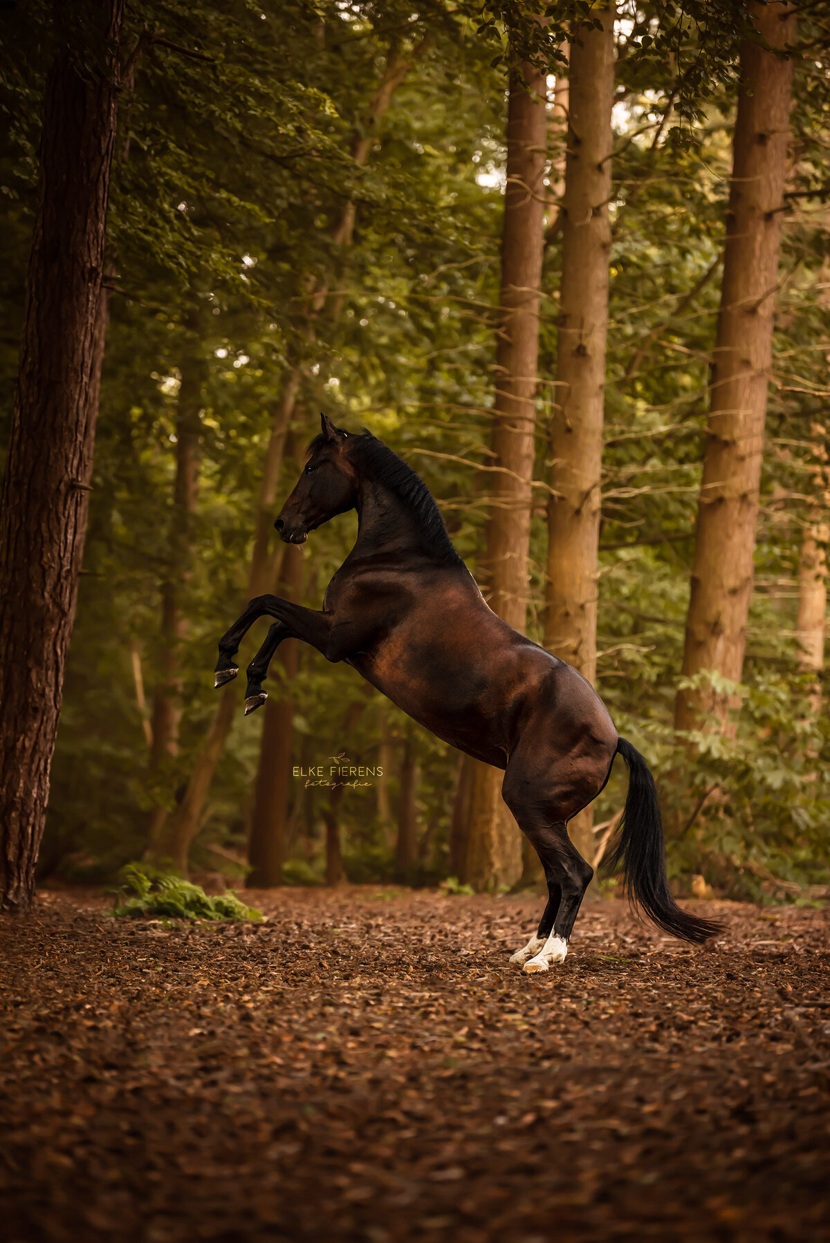 paardenfotograaf - actiefoto - steigeren - bos