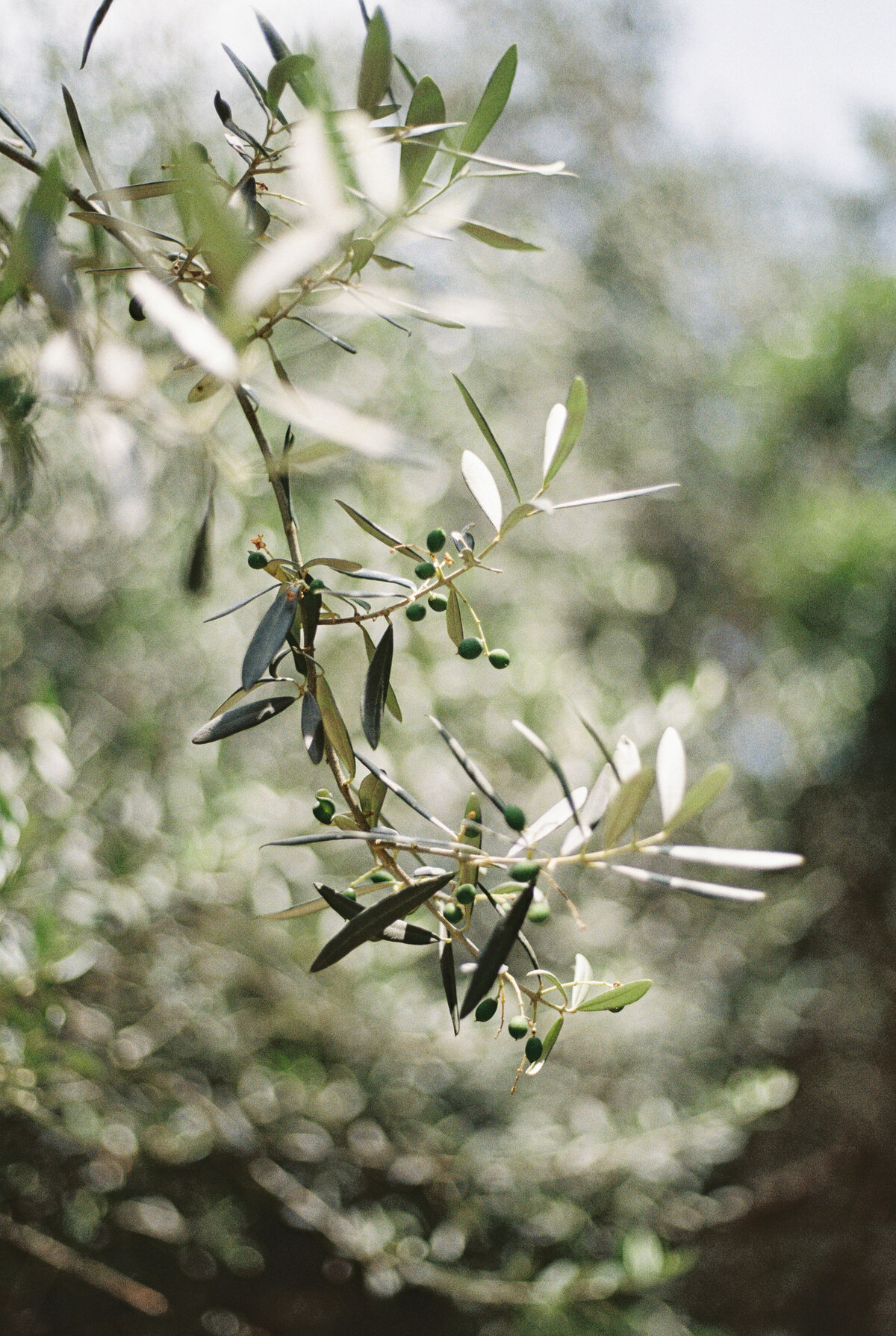 Olive branches at Positano wedding