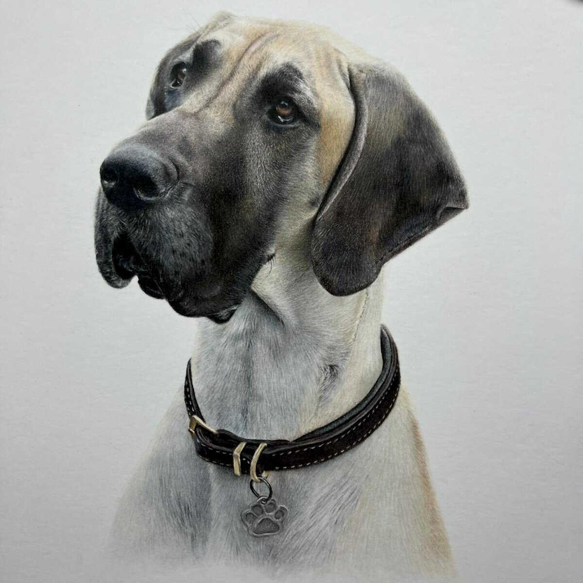 Great Dane