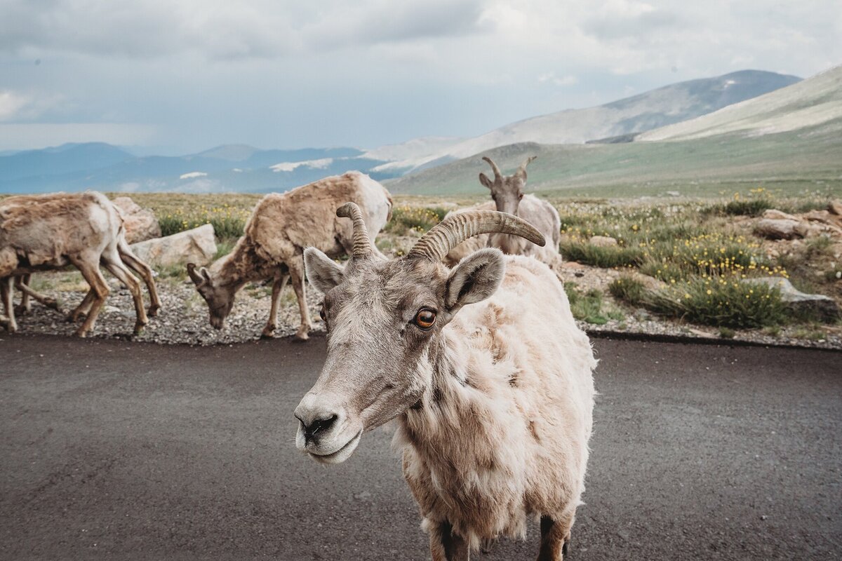 mount-evans-colorado_0354