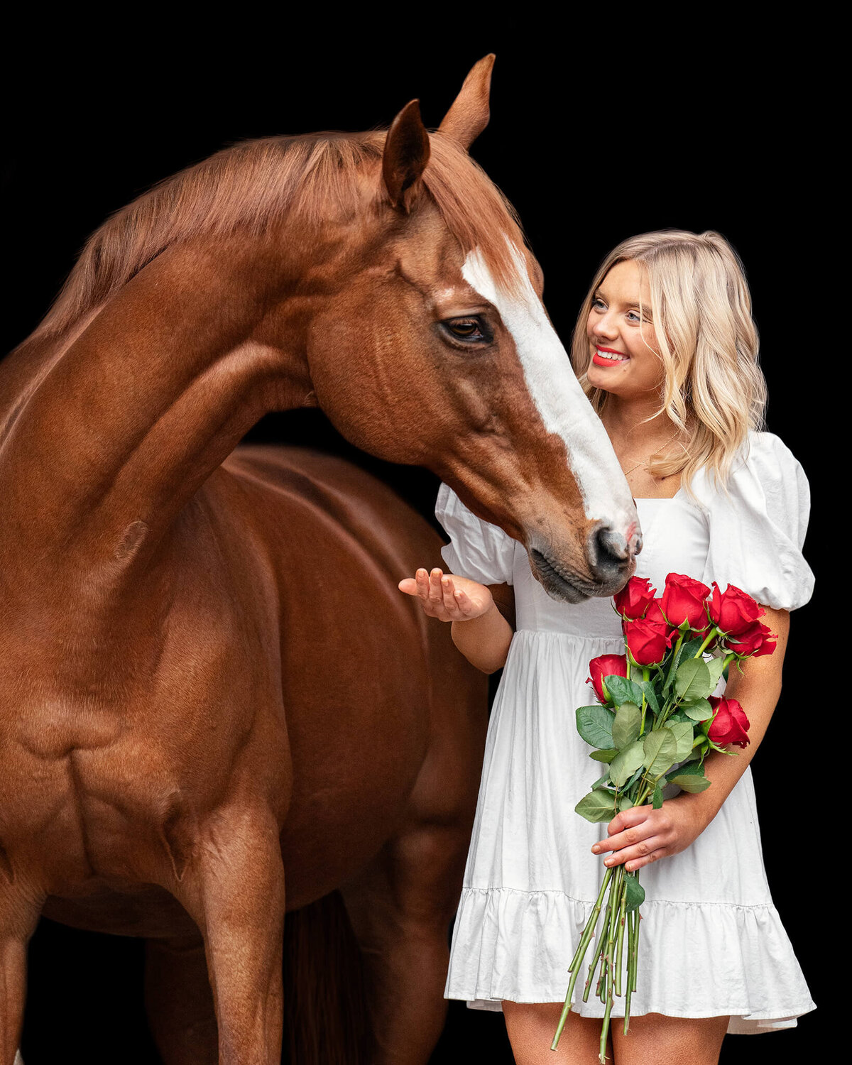 Equestrian blonde woman with red lipstick in a white dress holding red roses interacting with her chestnut Thoroughbred mare with white blaze captured on a black background style portrait. 