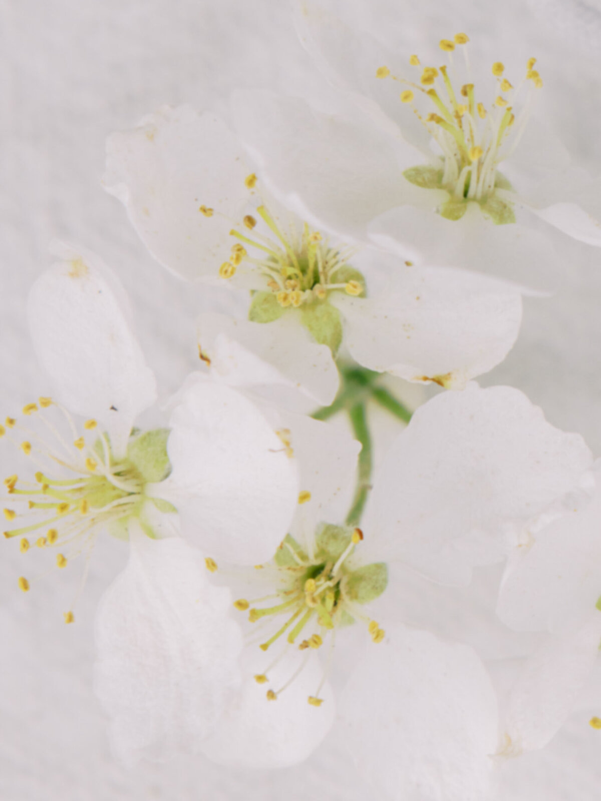 haute-stock-photography-subscription-fleur-collection-final-8