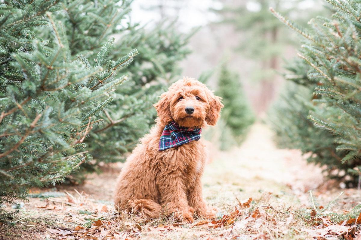 Mini Goldendoodle puppy wearing a plaid scarf