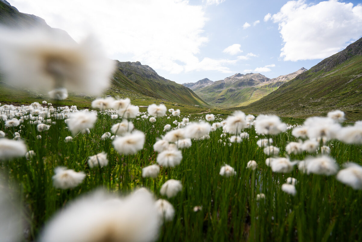 landscape_switzerland_wildflowers_mountains