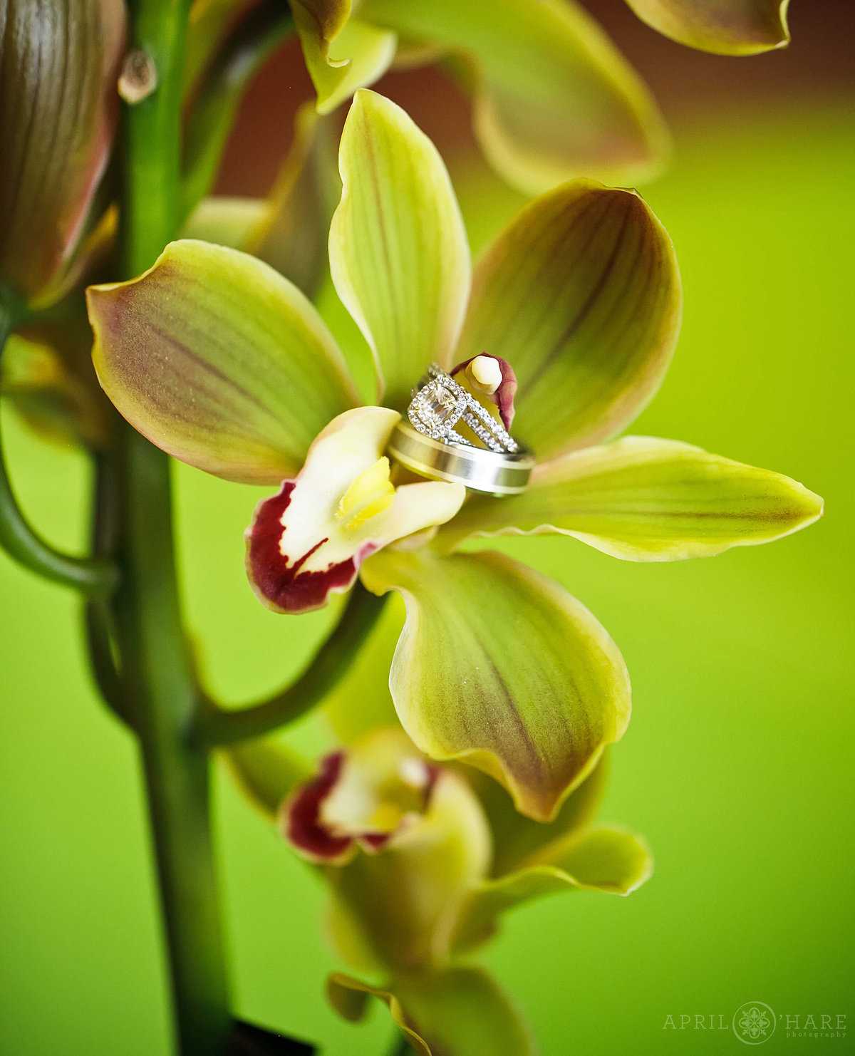 Wedding rings photographed on a bright green orchid from a Ritz Carlton Wedding in Denver Colorado
