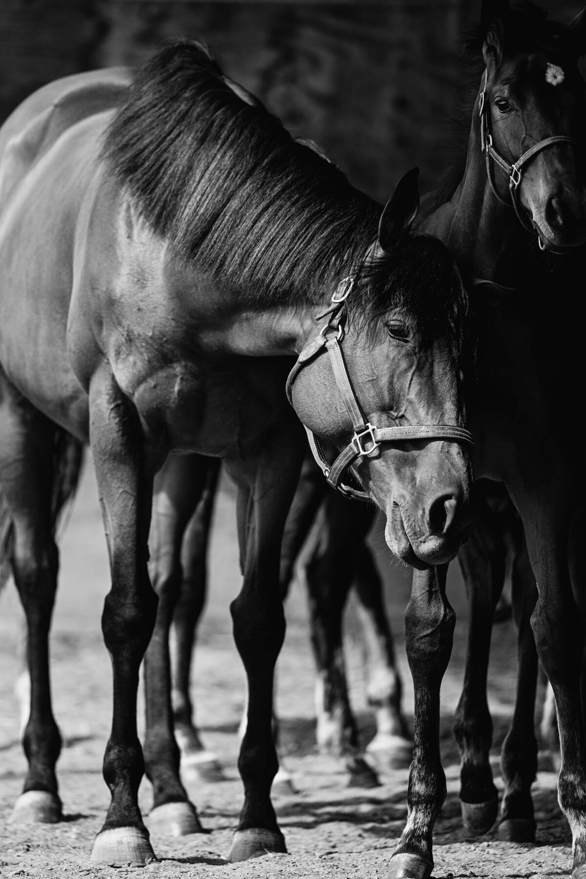 thoroughbred-horse-photography-saratoga-ny-2