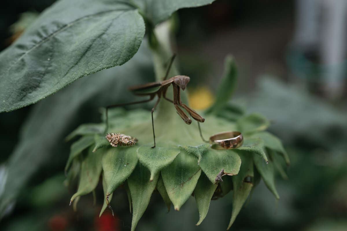 Praying mantis with wedding rings