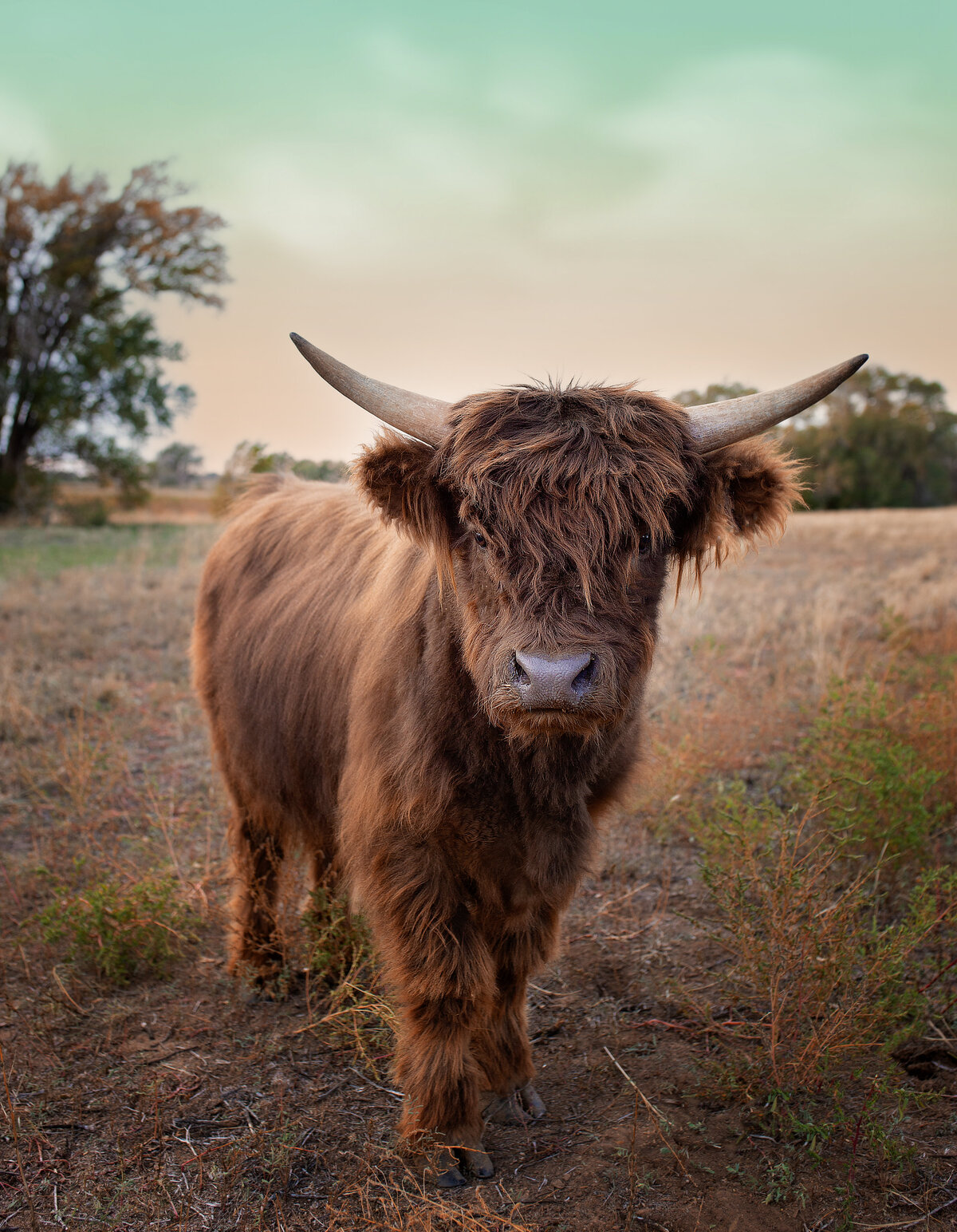Mini highland cow