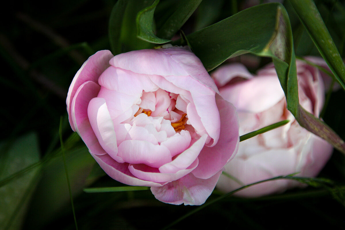 6 - Unfolding Pale Pink Peony in Shadows - v2-2-LES