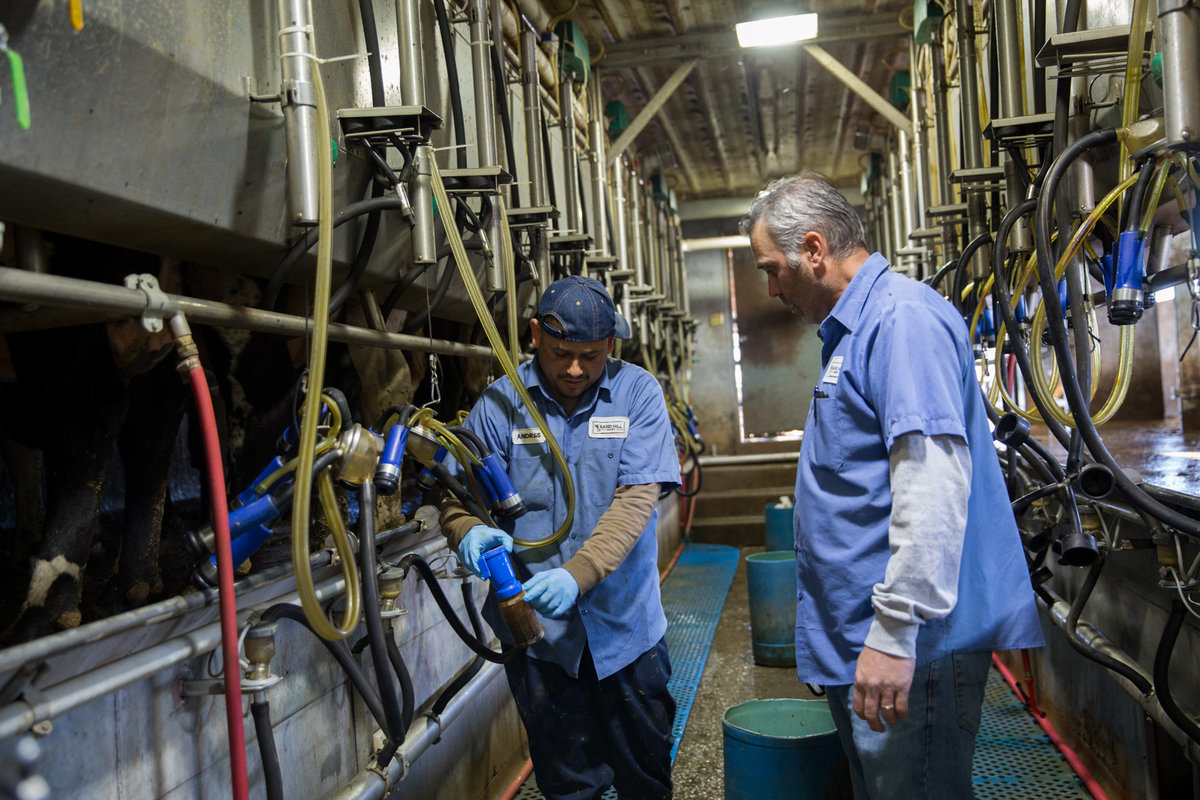 Dairy production at Sand Hill Dairy in Nevada