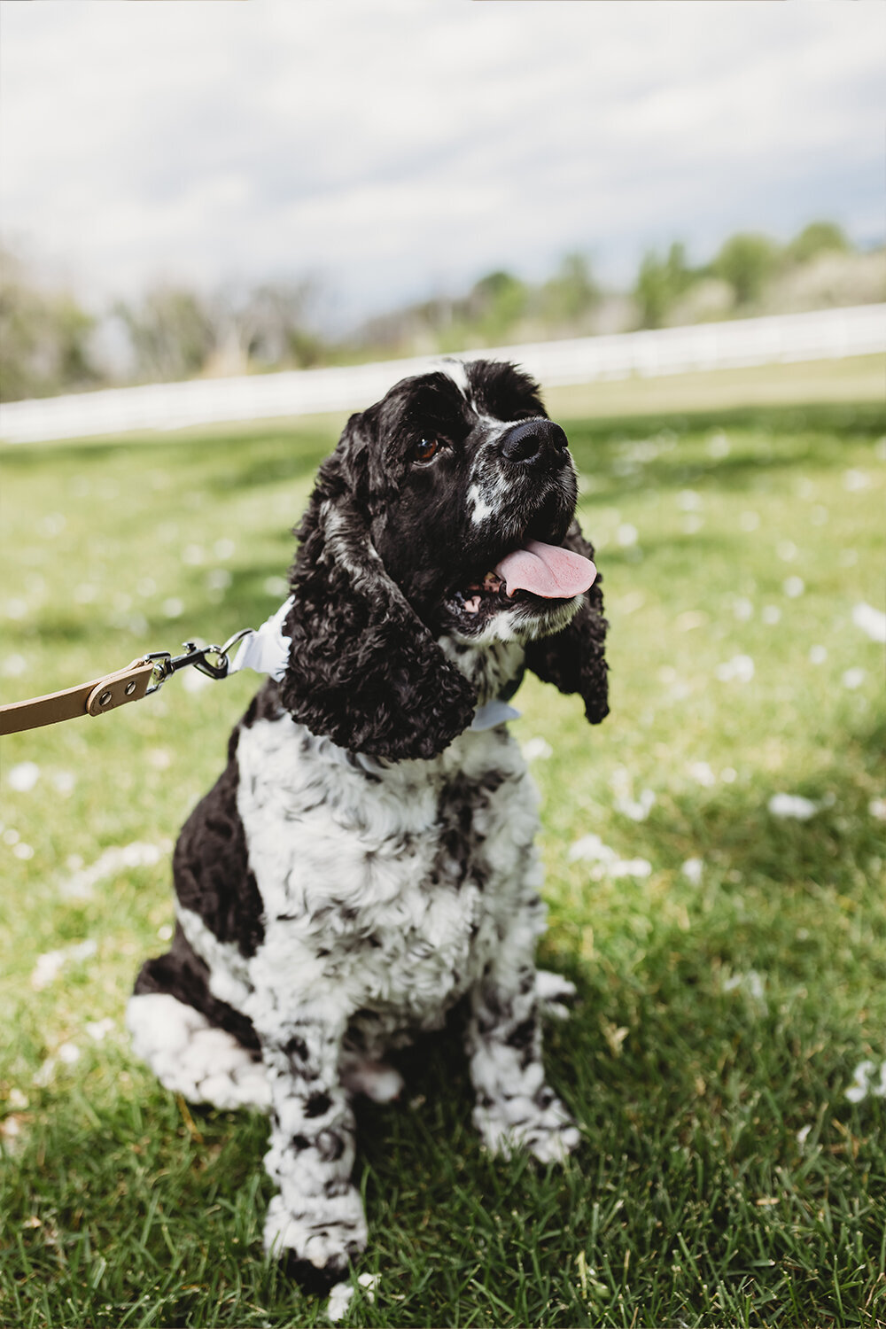 Cute pup at mountain sage wedding at Camelot Ranch.