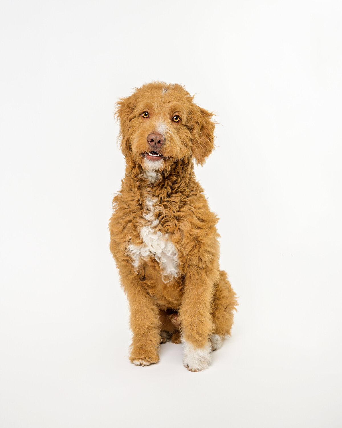 Experience the charm of lifestyle studio pet portrait photography in Vancouver with Pets through the Lens Photography. This beautiful image features a curly-coated dog sitting against a clean, white backdrop, perfectly capturing its sweet and expressive demeanor. Our professional studio specializes in high-quality, natural pet portraits that highlight the unique personality and lifestyle of your furry friends. Choose Pets through the Lens Photography for the finest lifestyle pet photography experience in Vancouver.
