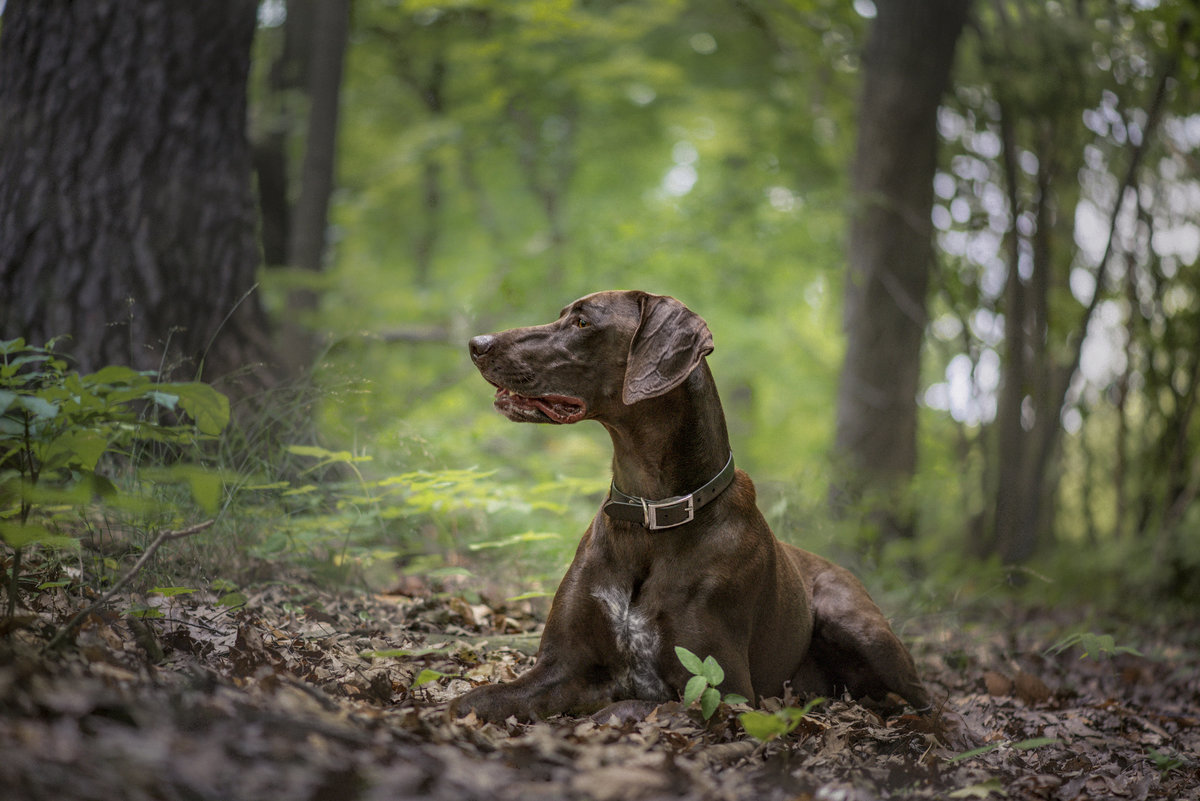 Profile of a German Shorthaired Pointer dog in the forest laying down