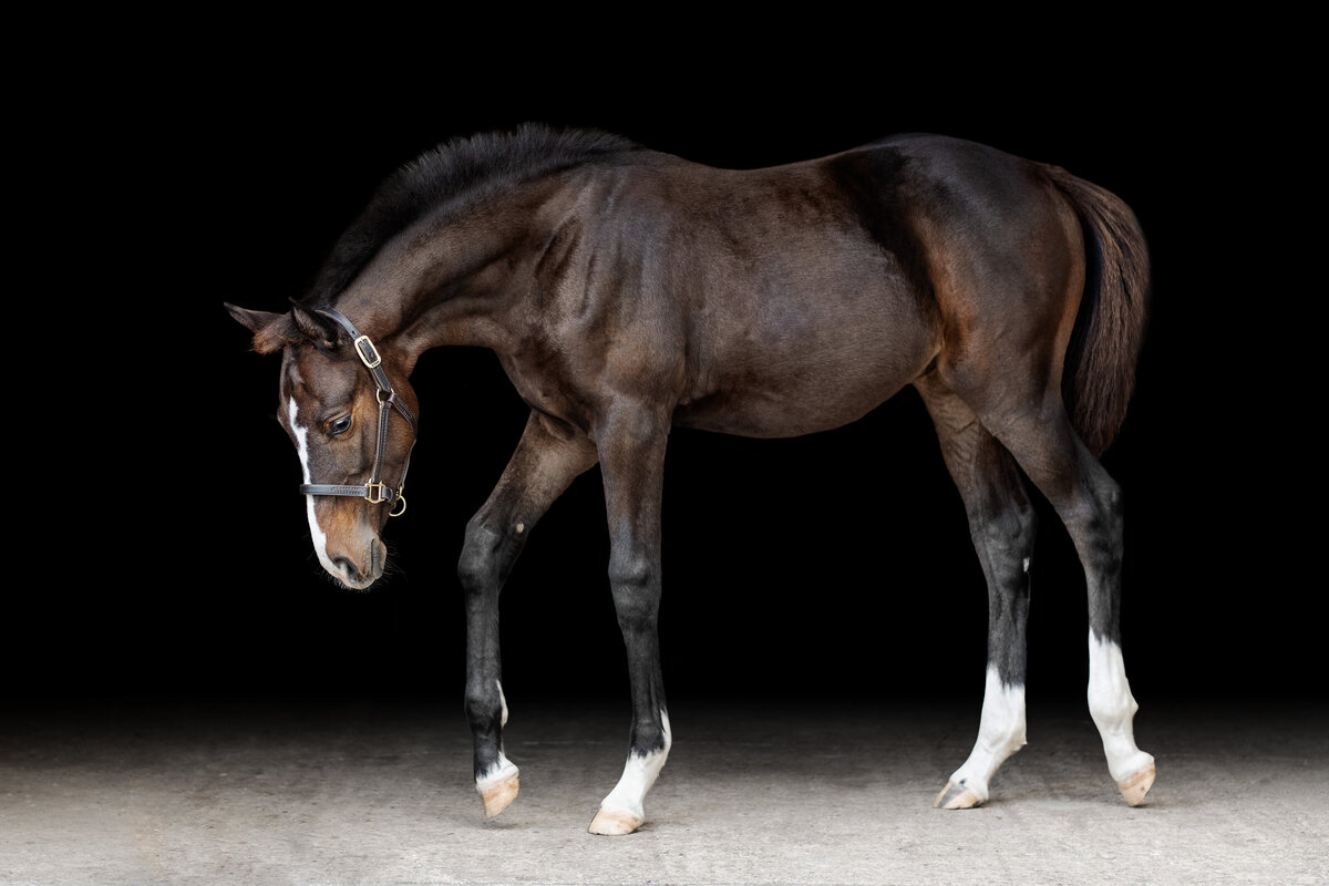 Equine fine art photographer near Dothan, Alabama takes photos of cute warmblood foal with black background.