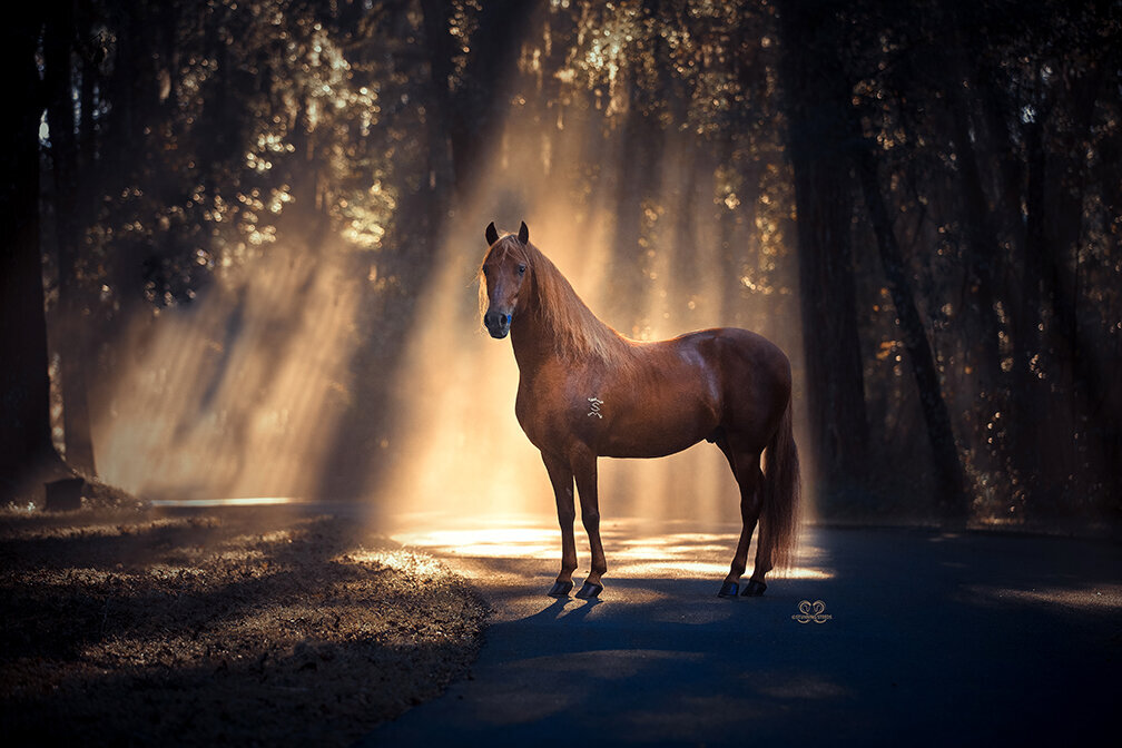 StunningSteedsPhoto-Pretigio-de-la-Querencia