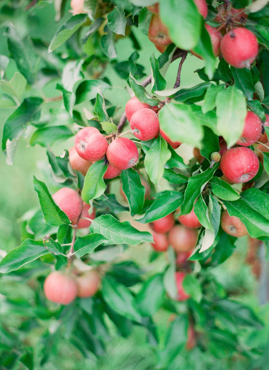 Apple-Orchard-Engagement-Lindsay-Madden-Photography-17