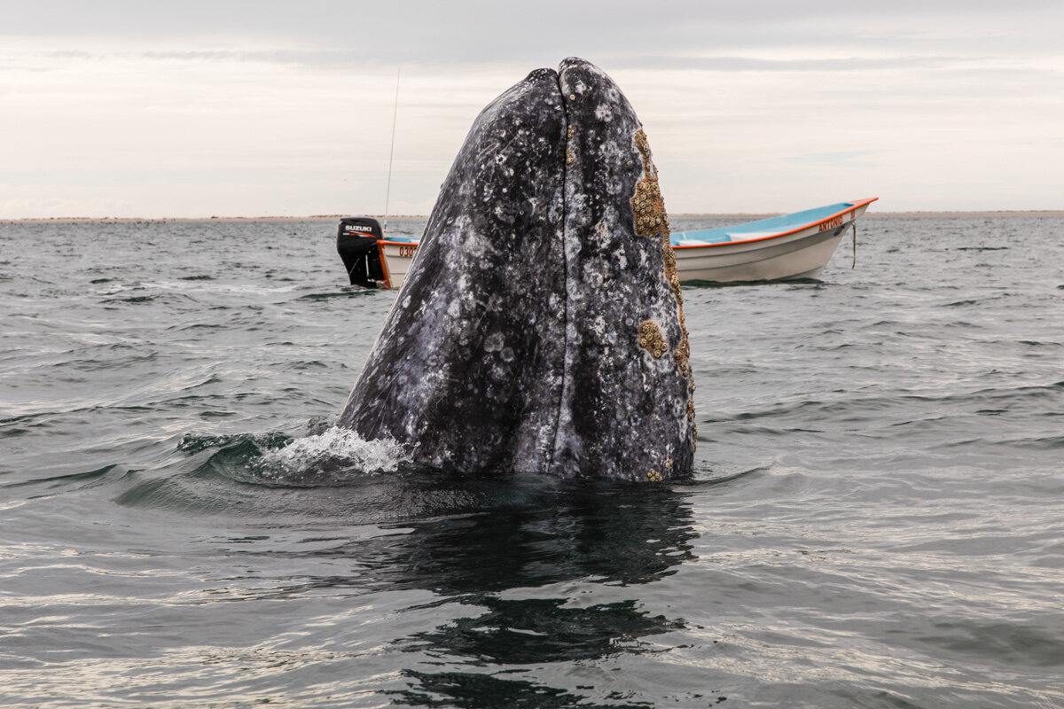 Travel Photography - Grey Whale pop-up