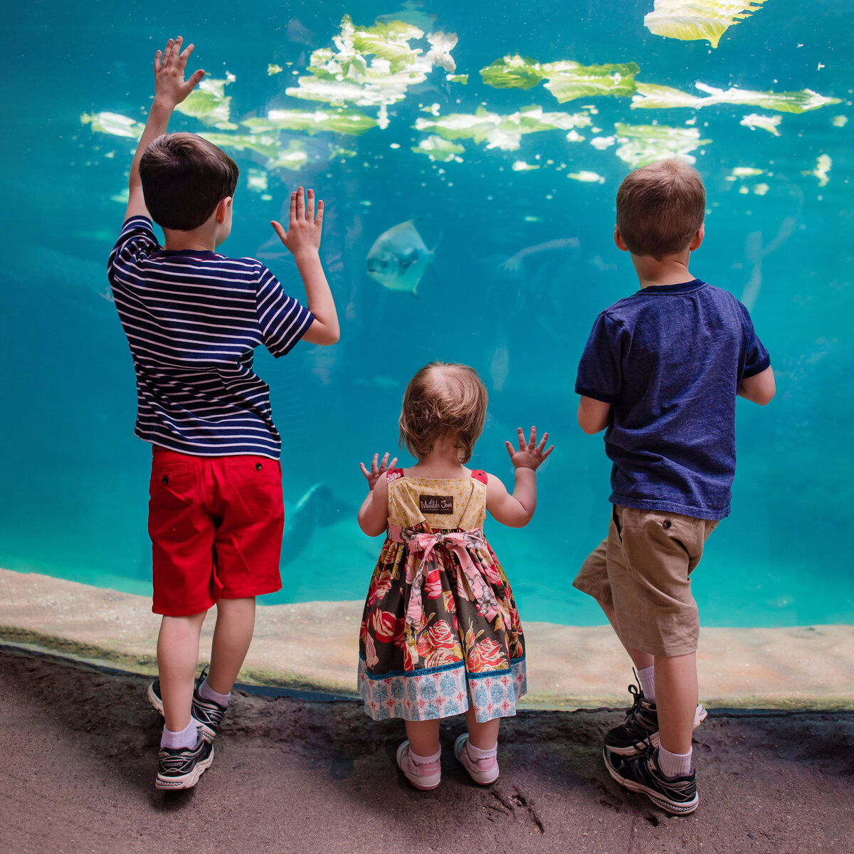 two brothers and baby sister faceless image looking at aquarium tank