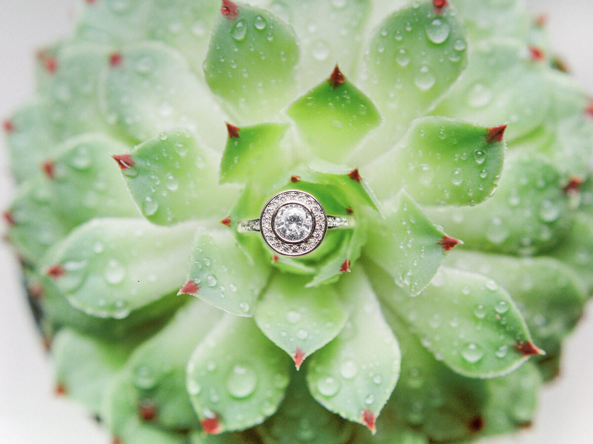engagement-ring-succulent-kassieanaphotography.com
