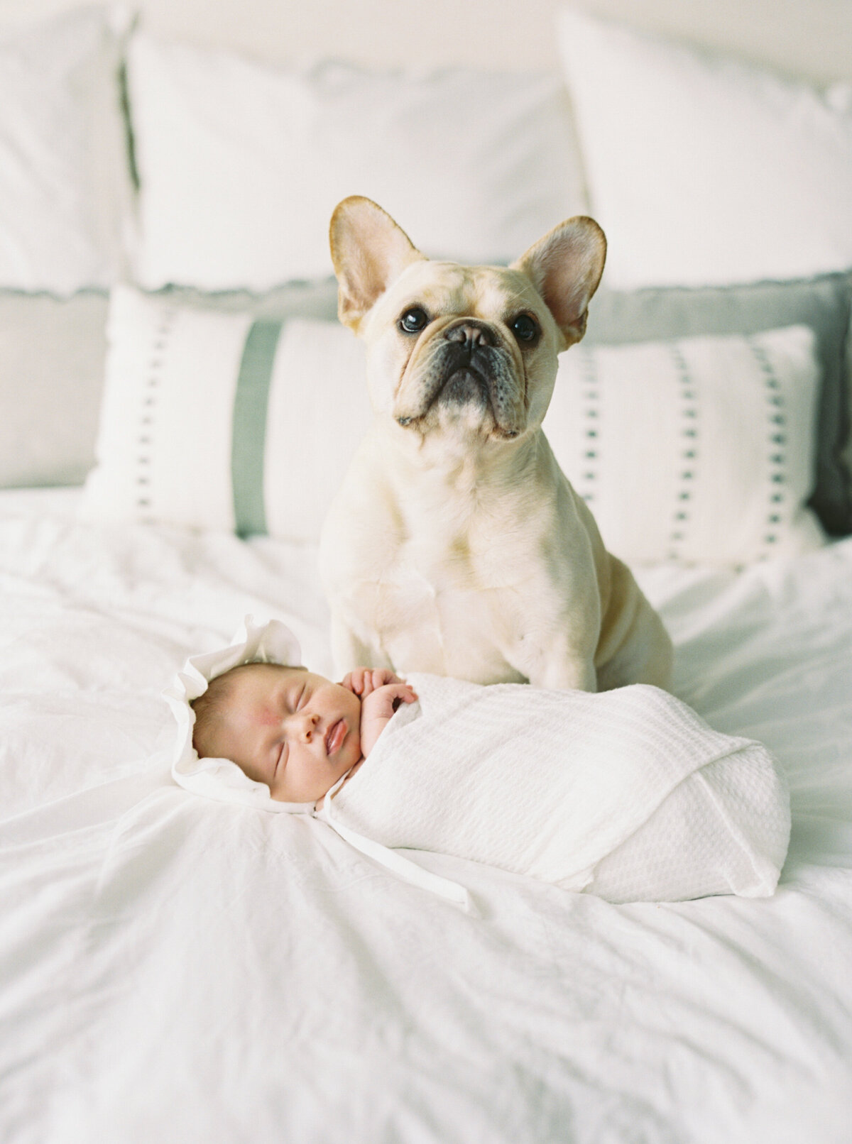 dog with newborn baby girl by photographer in madison wi talia laird photography