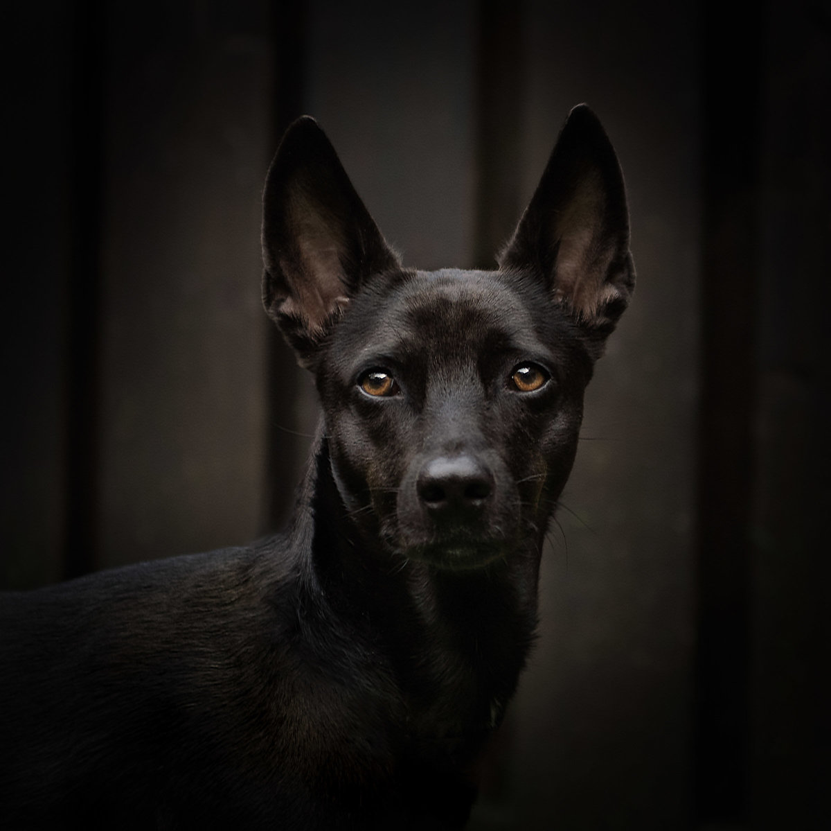 Black Thai  Dog portrait with black background