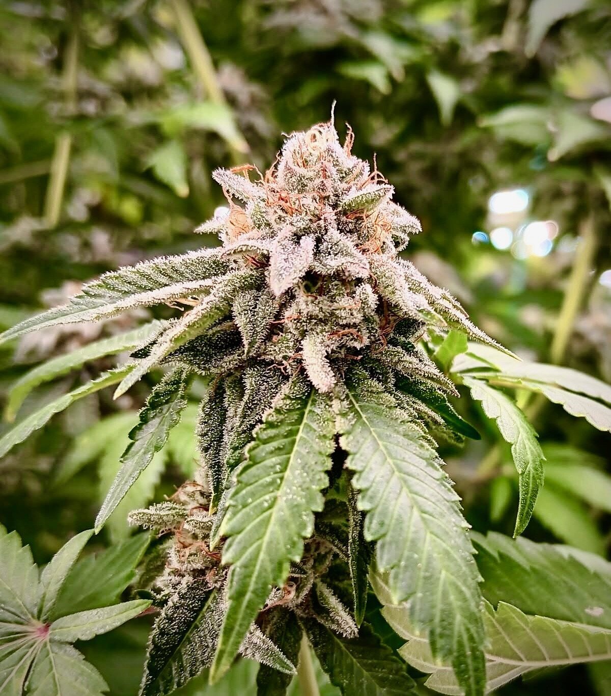 cannabis-plant-earth-keeper