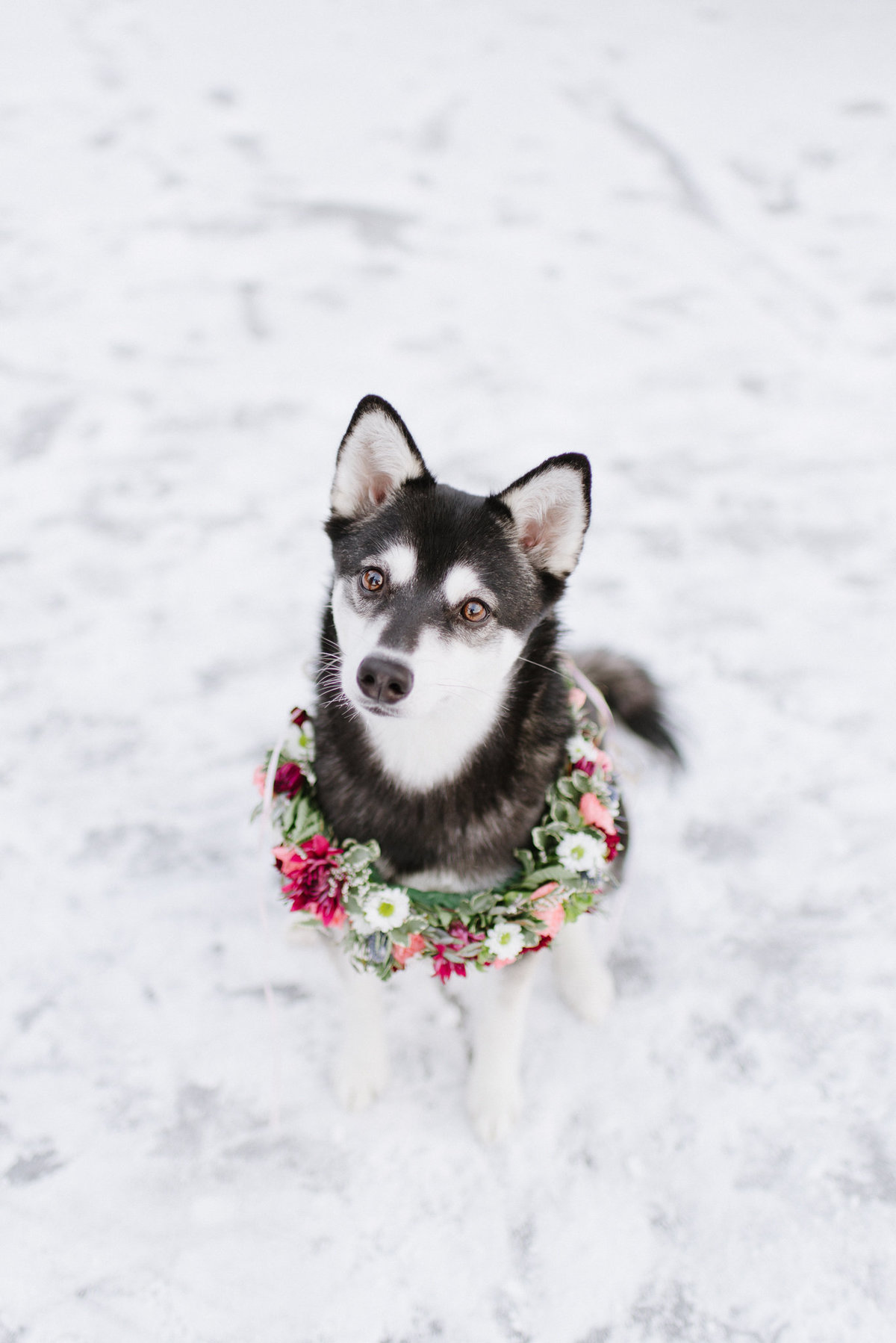 Alaska wedding husky dog