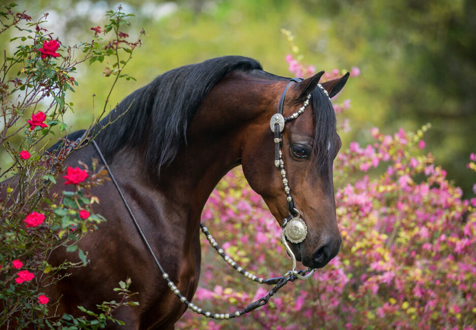 morgan western pleasure horse