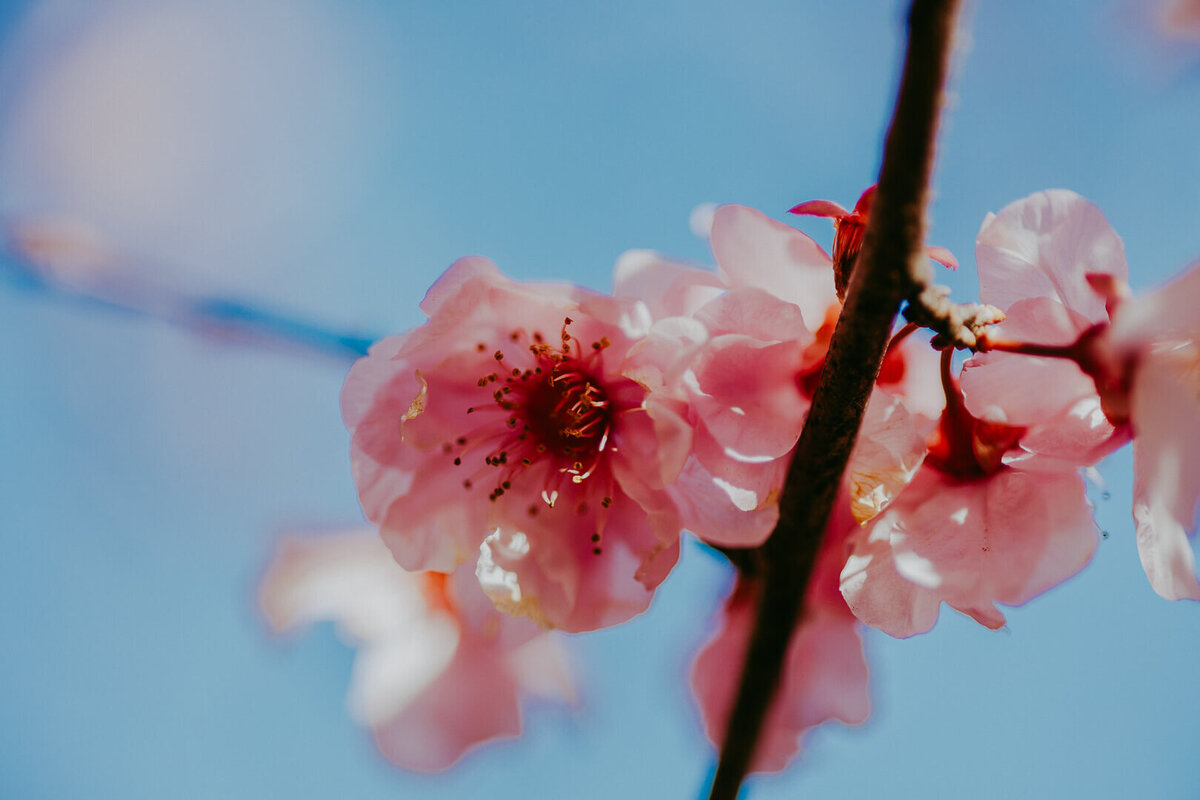 Story Lens Photography macro of Japanese Cherry Blossom at Auburn Botanic Garden