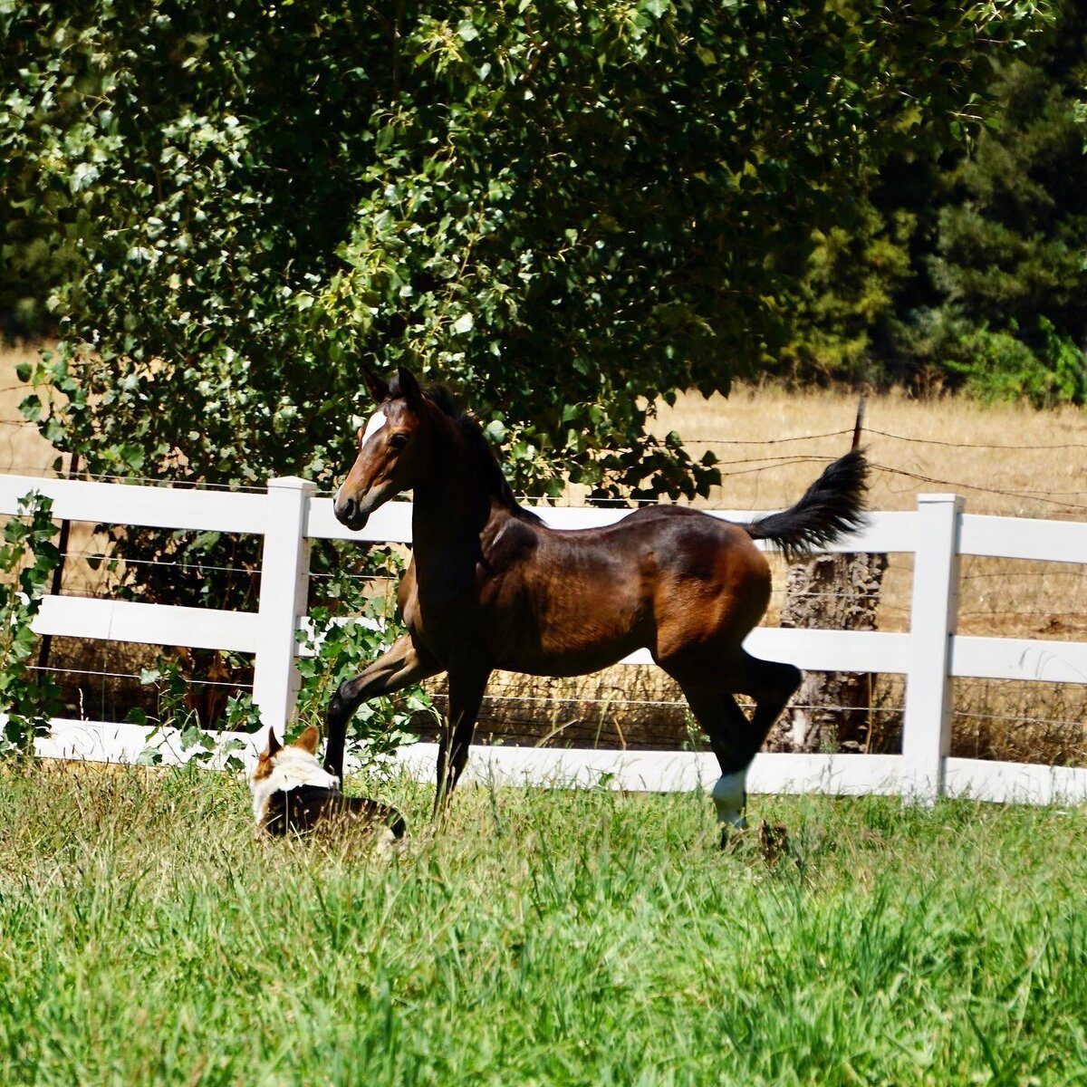 Connemara Filly sired by R Blue Moon