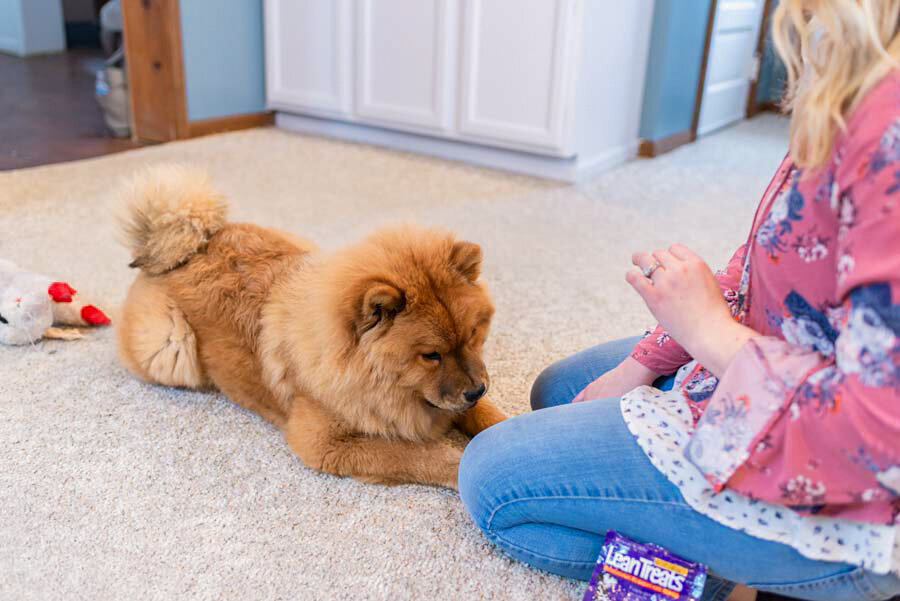 A woman sitting on a carpet feeding a treat to a fluffy brown chow chow dog, with a scattered toy nearby.