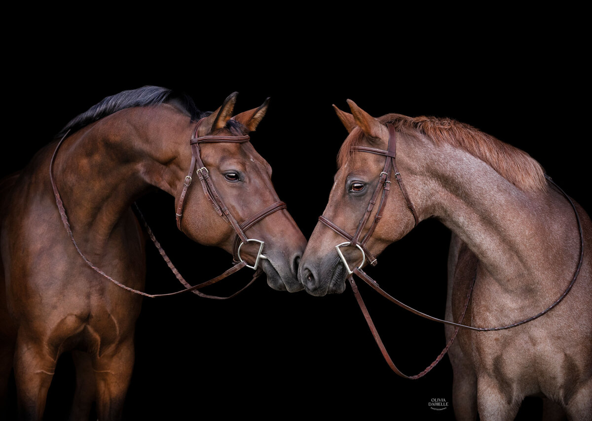 horses touching noses on black background