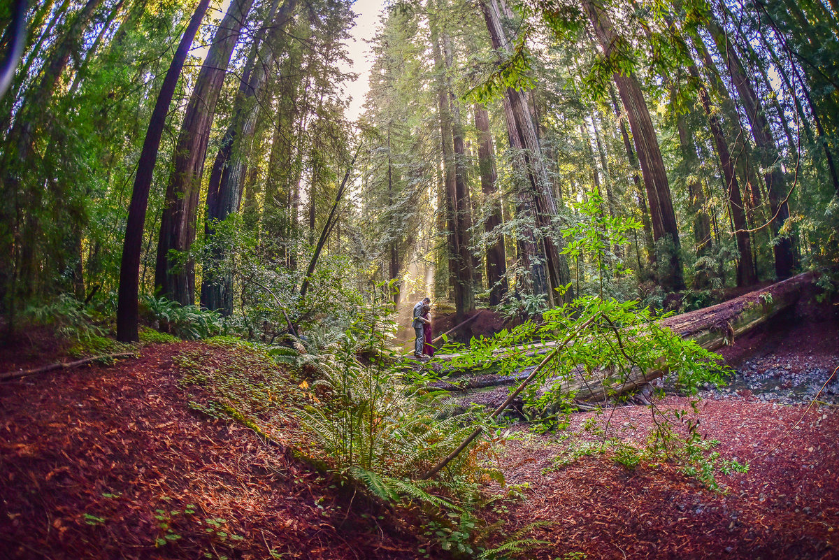 Redway-California-elopement-photographer-Parky's-Pics-Photography-redwoods-elopement-Avenue-of-the-Giants-Phillipsville-California-04.jpg