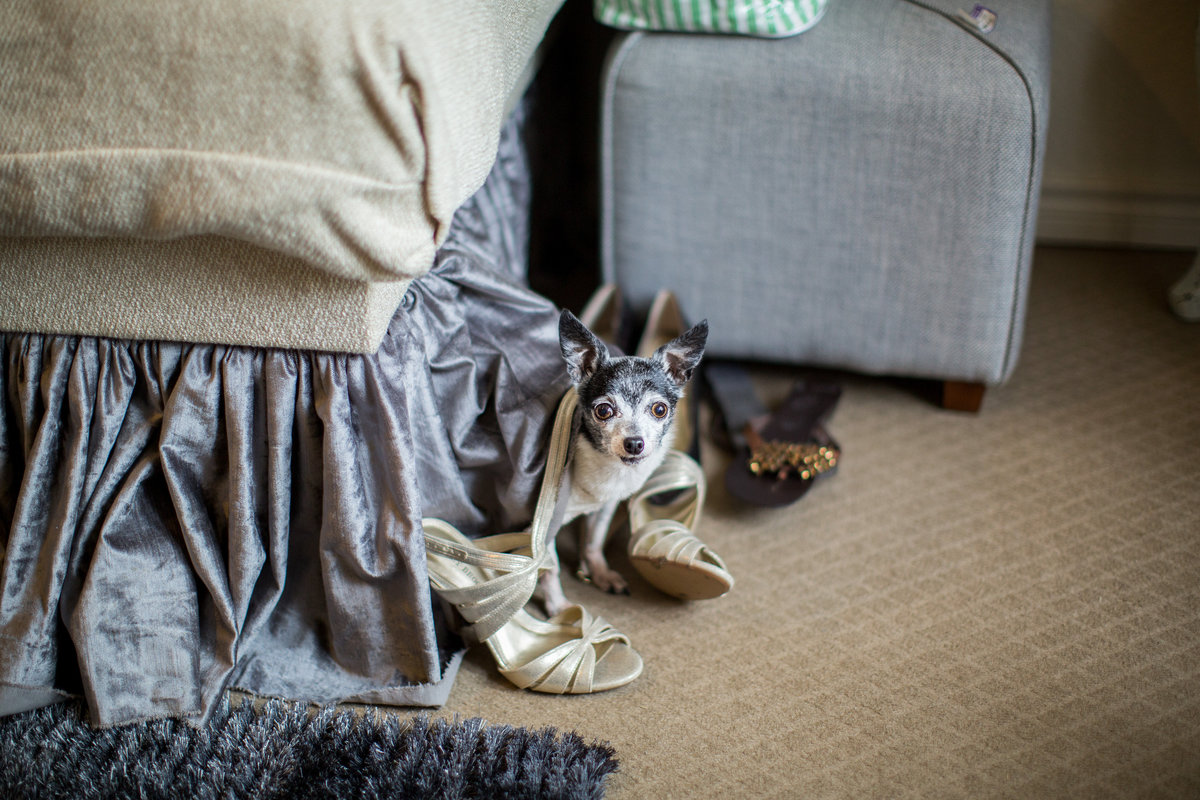 Bride's chihuahua pet dog at Vista West Ranch wedding venue hiding during getting ready