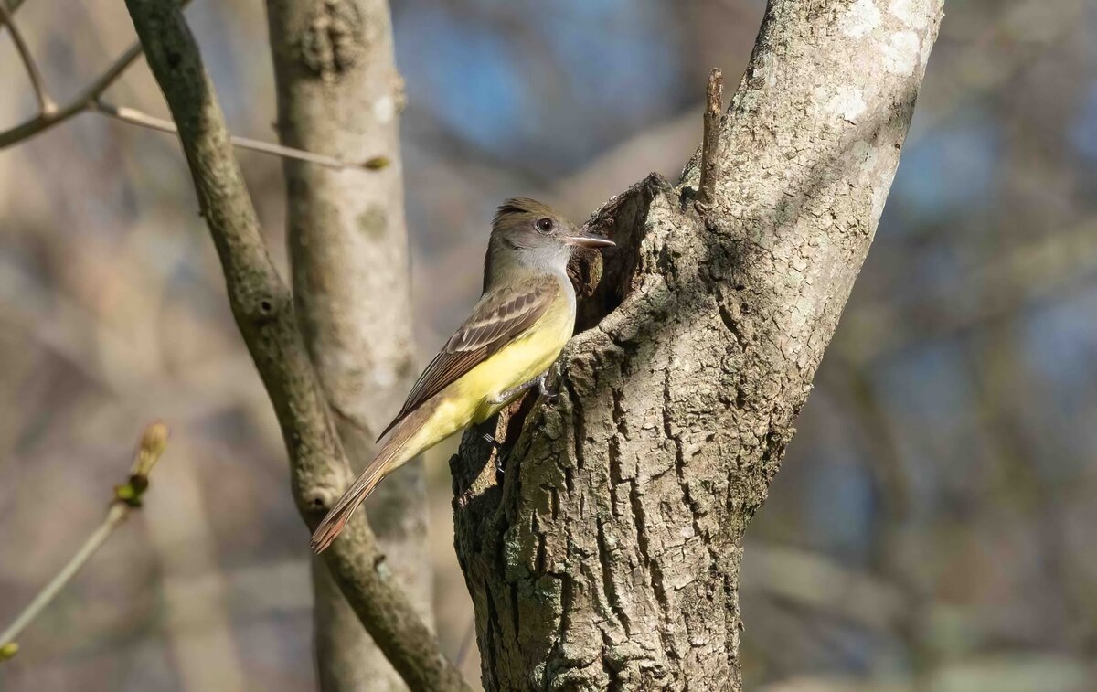great crested flycatcher 1.1-D
