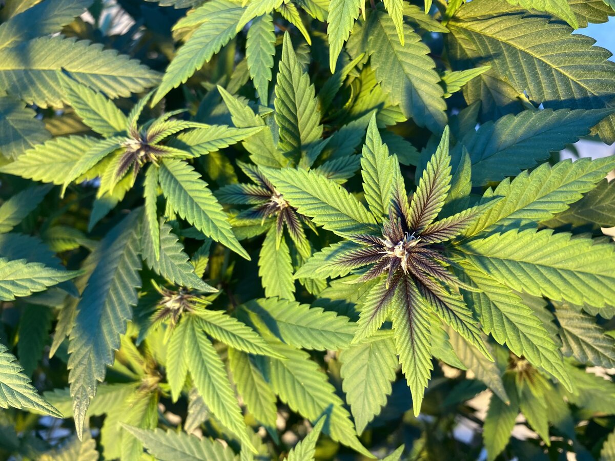 Mountain Tropicana Marijuana Plant
