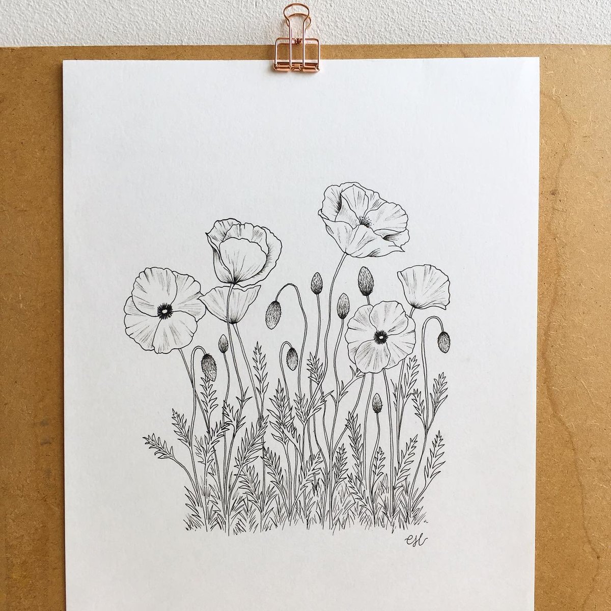 poppy drawing in ink