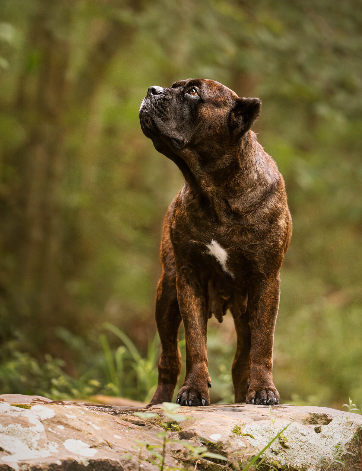 Brindle Cane Corse dog standing on a rock ledge looking up with greenery behind.