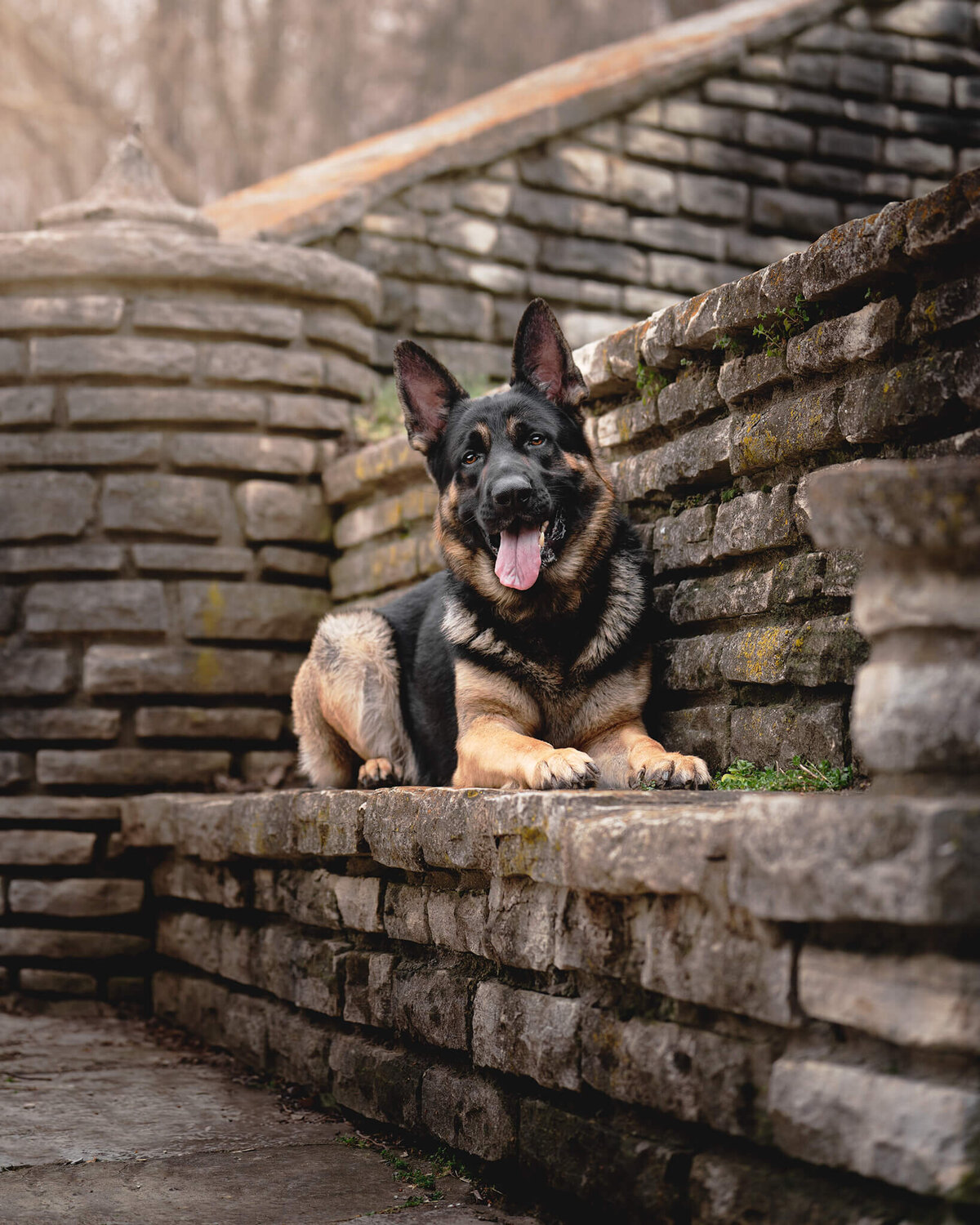 German Shepherd Dog laying down on a stone bench surrounded by stone stairs