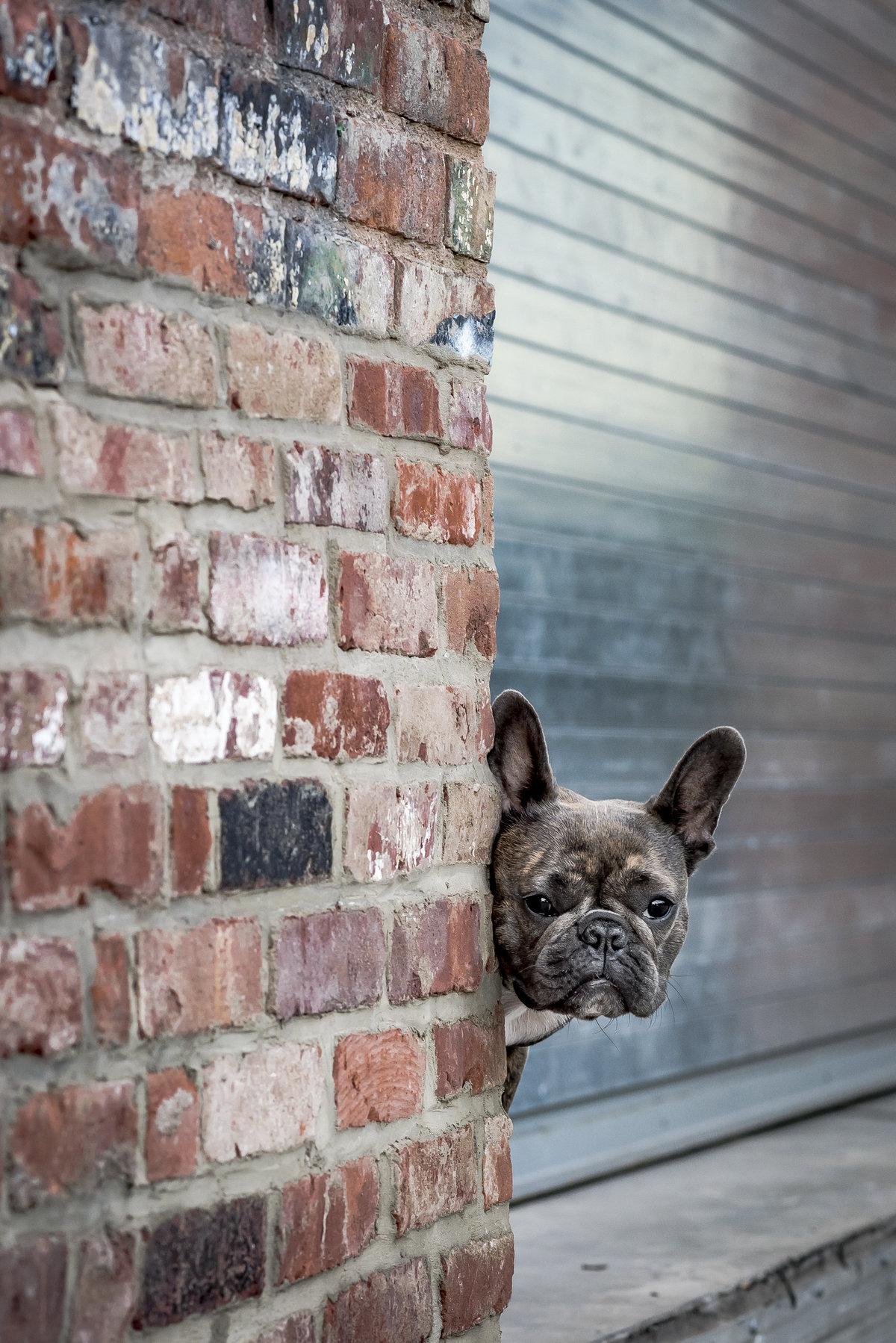 Fremch Bulldog peering from behind a brick wall