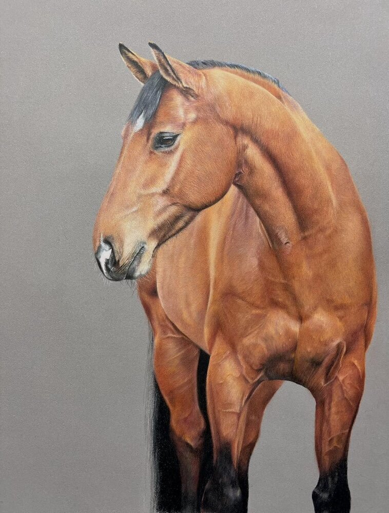 Tall-Bay-Horse---Coloured-Pencil-Pet-Portrait---Bonny-Snowdon-Fine-Art