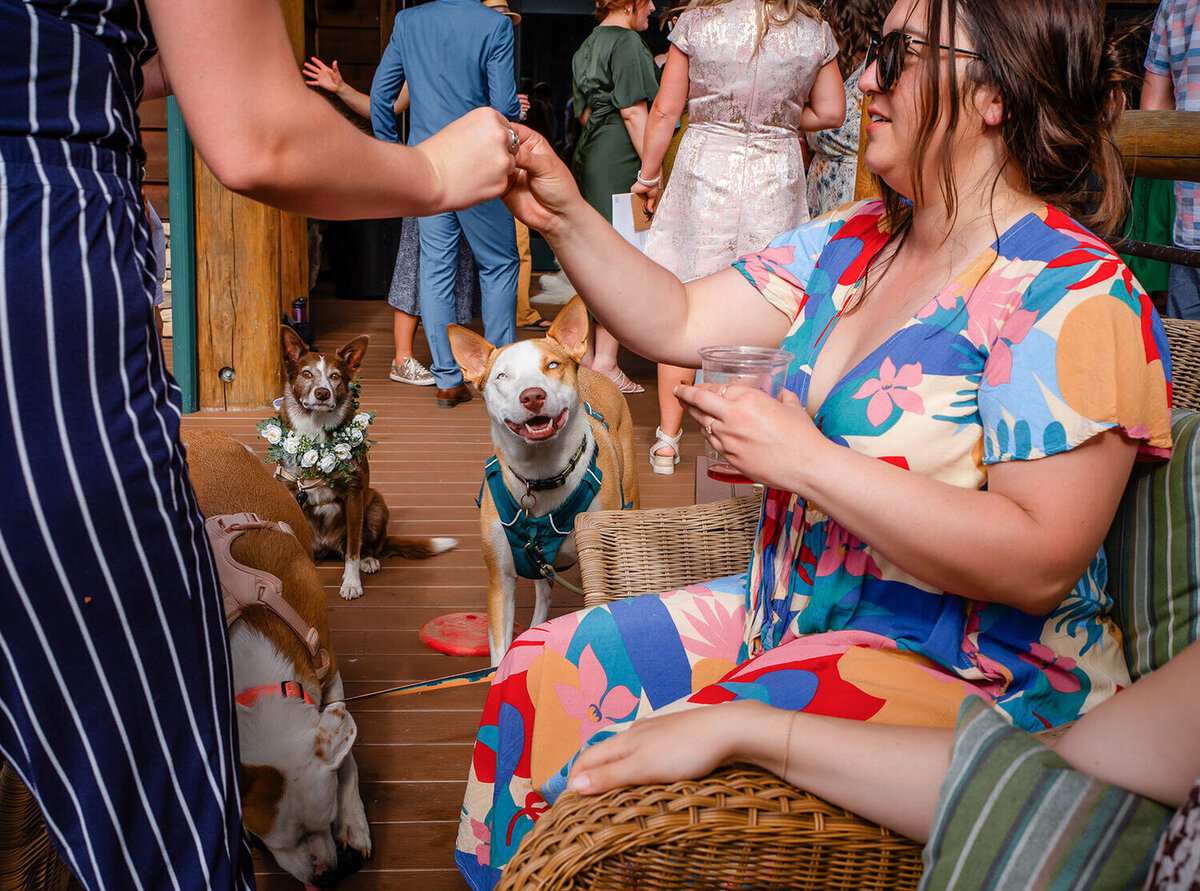 Seattle-wedding-photographer_san-juan-lakedale-resort-dogs