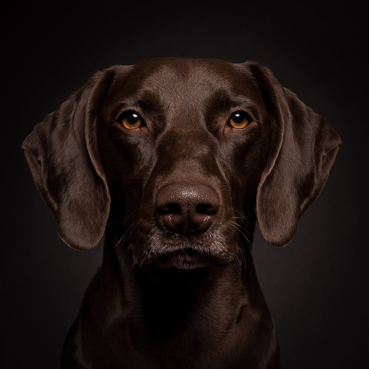 Very serious face of a brown german shorthaired pointer dog