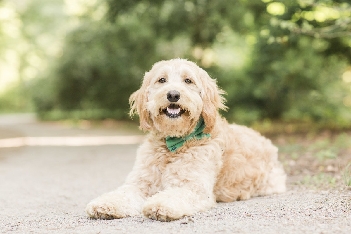 Mini Goldendoodle laying down wearing a green bow ite