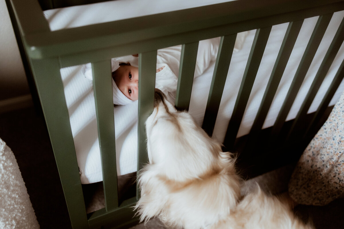 dog looks at baby in crib in nursery at newborn session