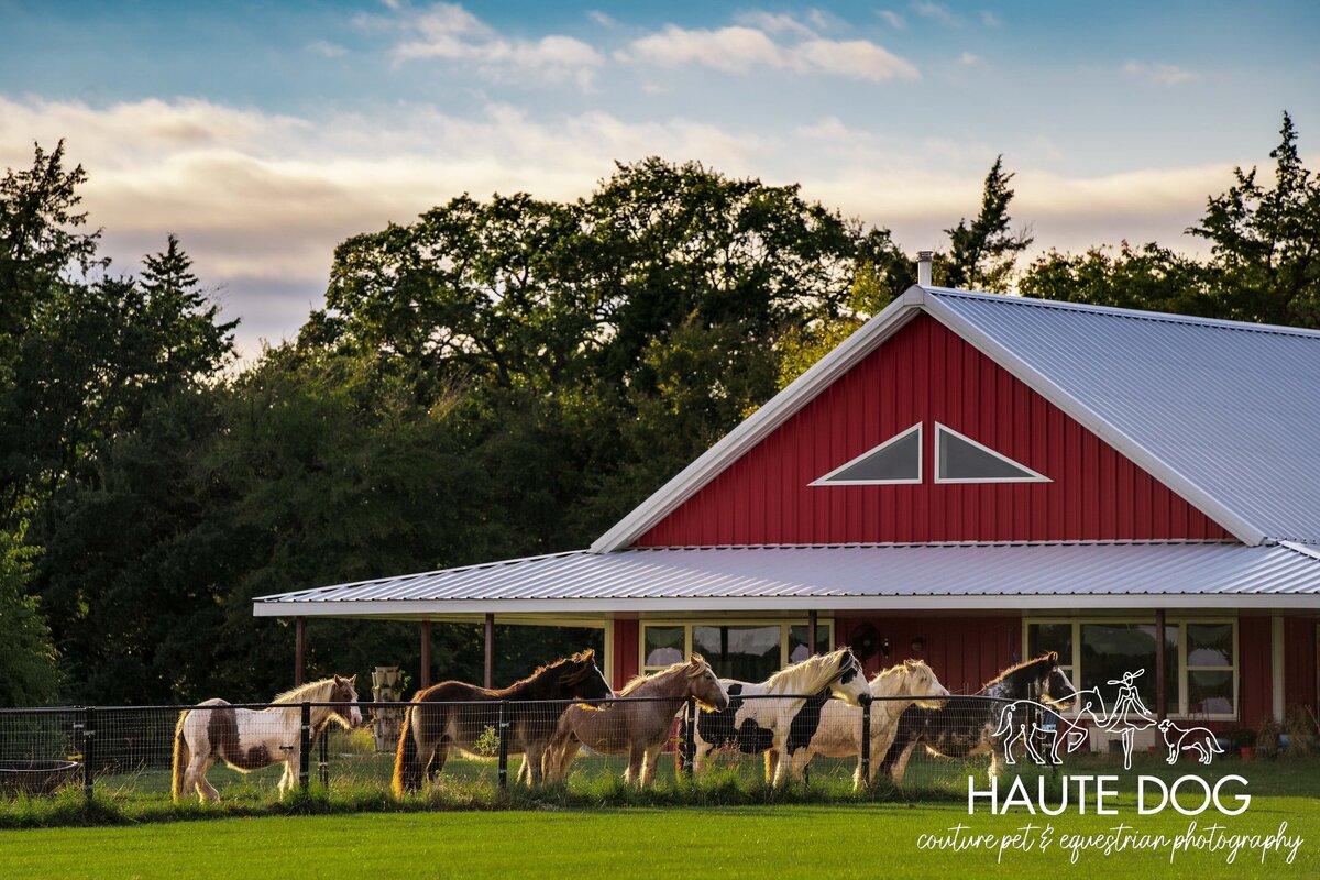 Group of six Gypsy Vanner horses stand at the fence in front of a red barn in Northern Texas.