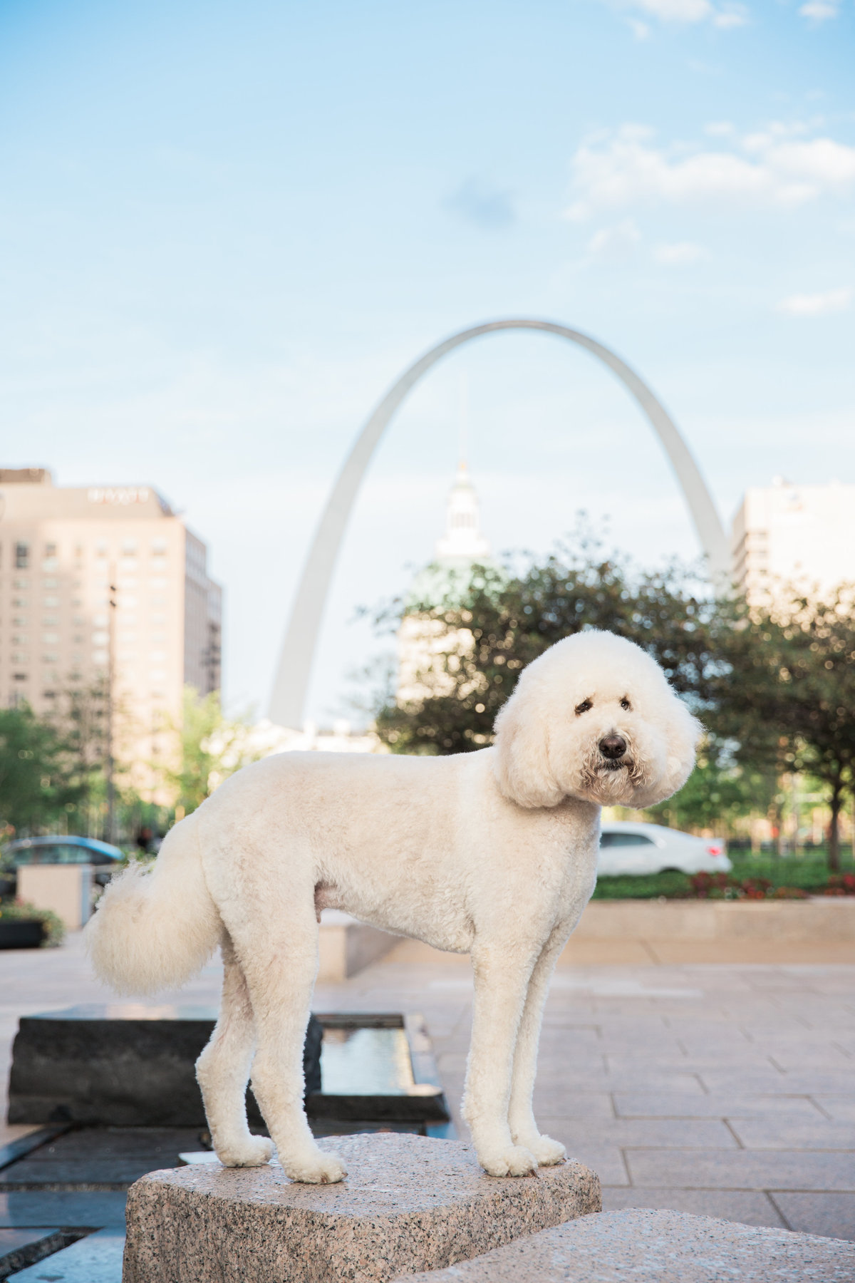 St. Louis Dog Photographer