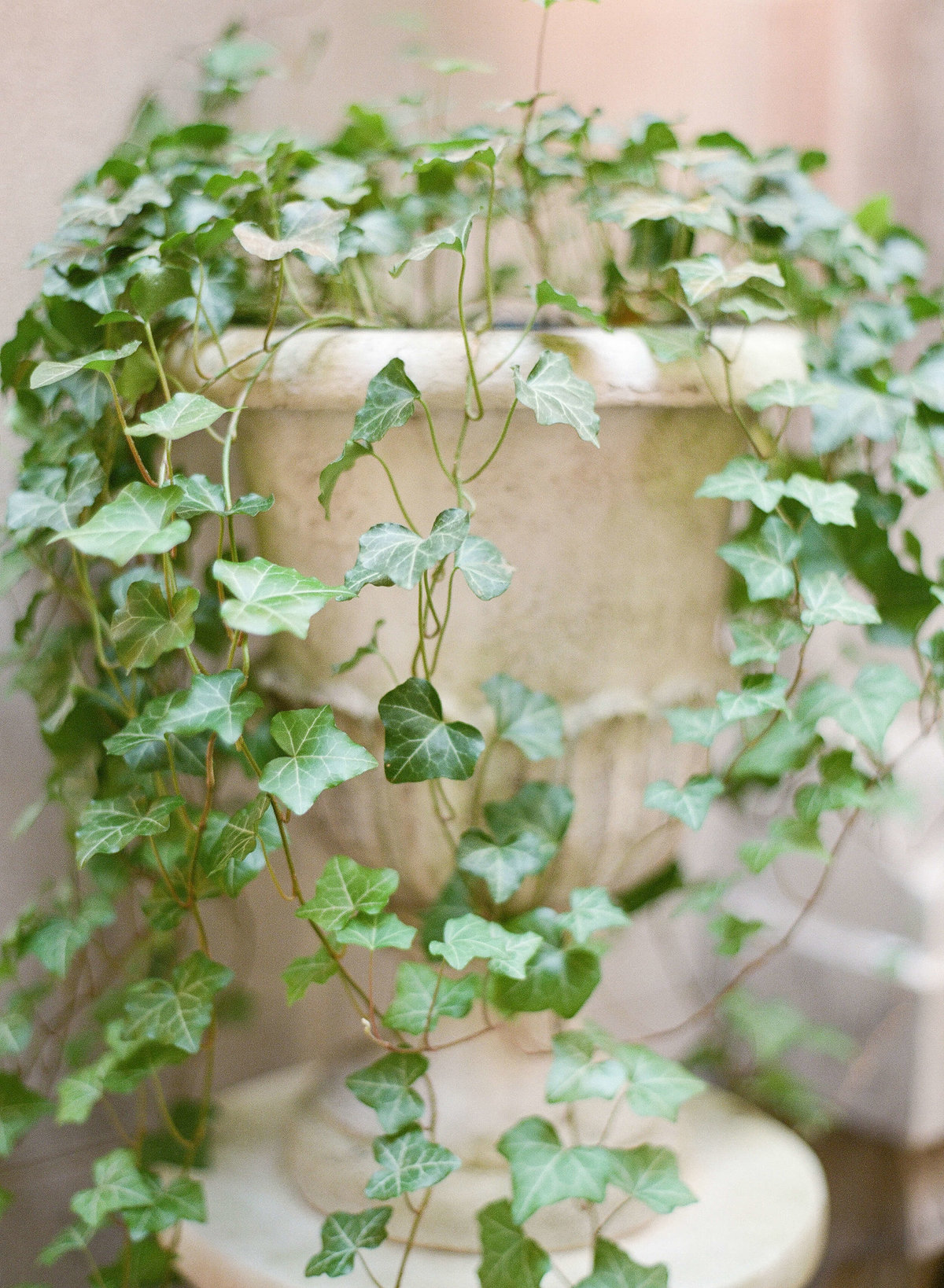 4-KTMerry-wedding-photography-plant-detail