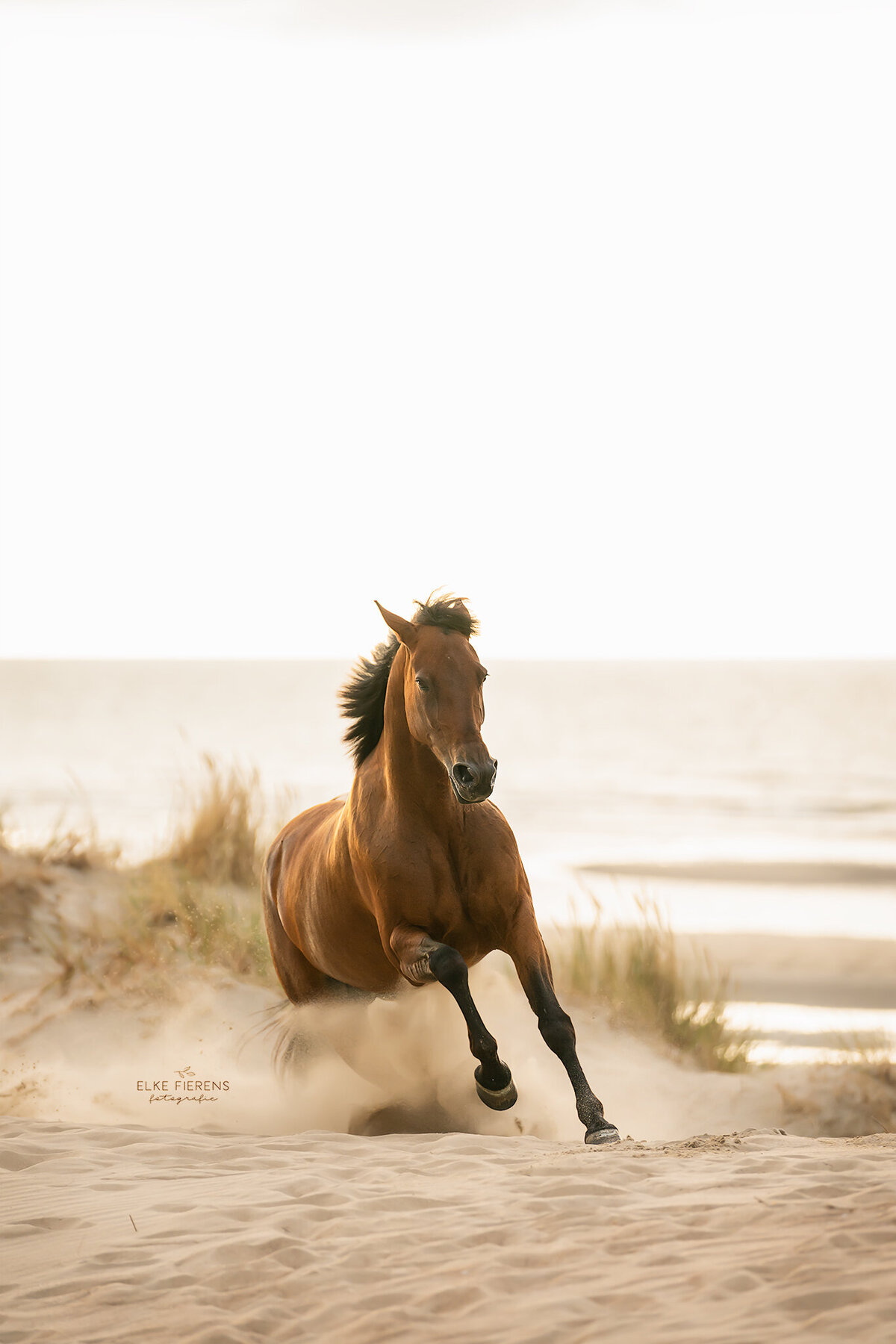 paardenfotograaf - strandfoto - actiefoto - belgishe draver